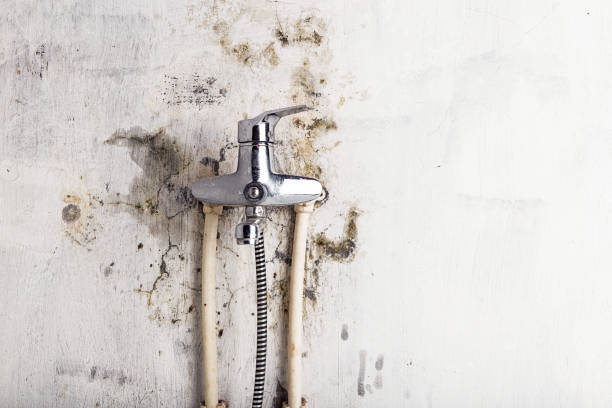 Best Home Mold Removal  in Masury, OH