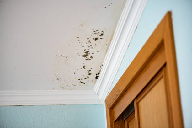 Best Mold Removal Company Near Me  in Masury, OH