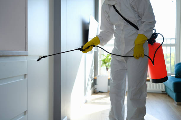 Best Mold Remediation  in Masury, OH