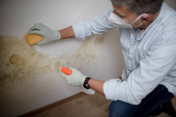 Best Home Mold Removal  in Masury, OH