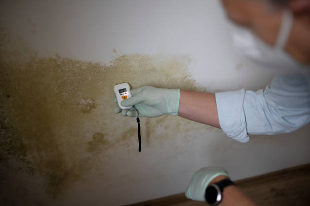 Best Local Mold Removal Service  in Masury, OH