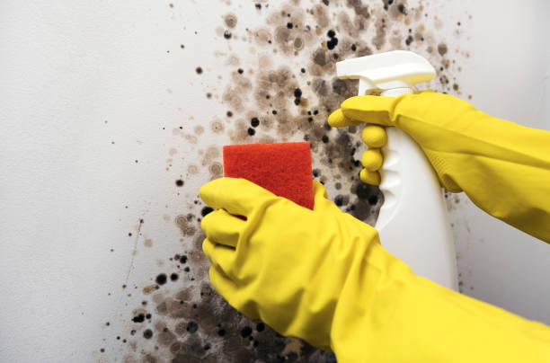 Best Mold Testing and Removal  in Masury, OH