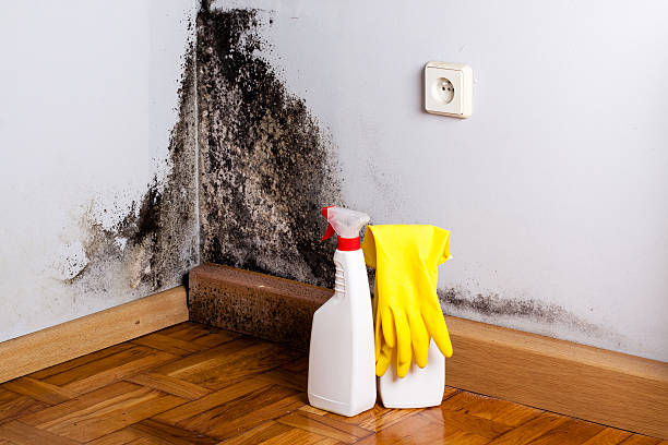 Best Mold Remediation Experts  in Masury, OH